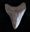Serrated Inch Brown Georgia Megalodon Tooth #3210-1